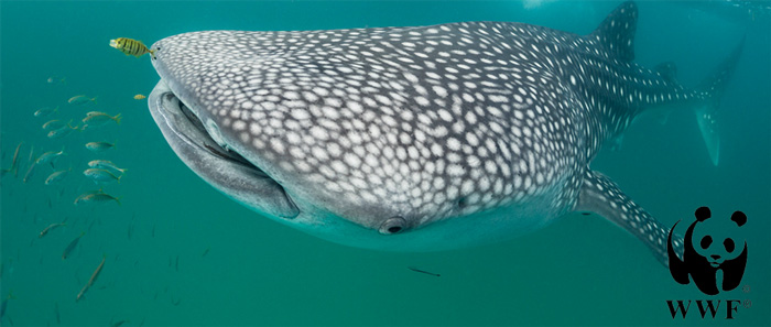 WhaleShark WhaleShark